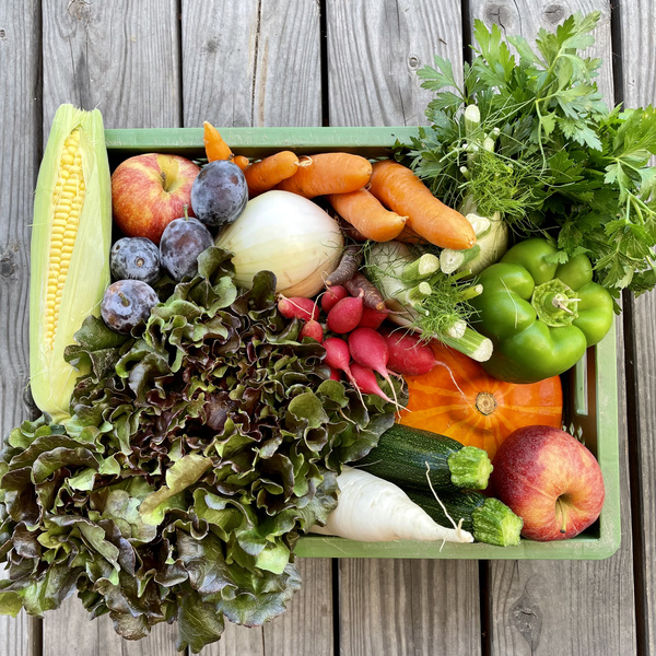 KI generiert: Kiste mit frischem Obst und Gemüse, darunter Mais, Äpfel, Karotten, Radieschen und Blattsalat.