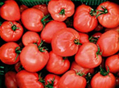 Produktfoto zu Tomatenpflanze Ochsenherz