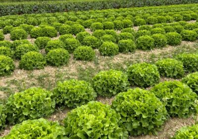 KI generiert: Salatköpfe wachsen in geordneten Reihen auf einem Feld. Keine Texte vorhanden.