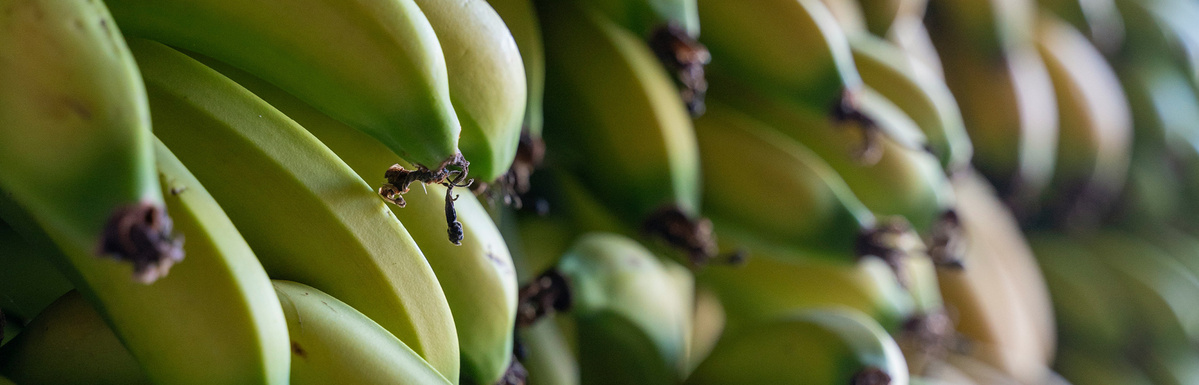 KI generiert: Das Bild zeigt einen großen Haufen grün-gelber Bananen, die eng aneinander liegen. Der Hauptinhalt des Bildes sind die frischen, noch nicht vollreifen Bananen.