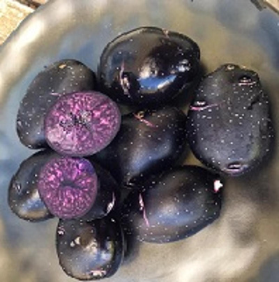 Produktfoto zu Kartoffeln 'Purple rain' lila