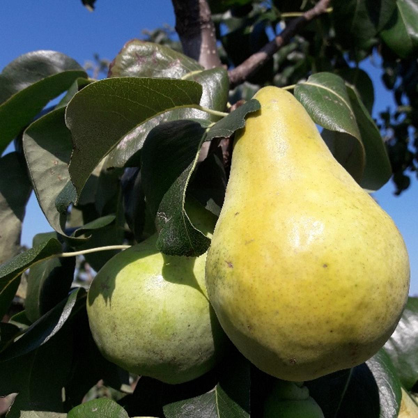 Produktfoto zu Birne regio (Sorte Solaner oder Morettini)