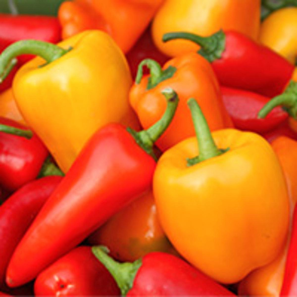 Produktfoto zu Mini-Paprika mix süß