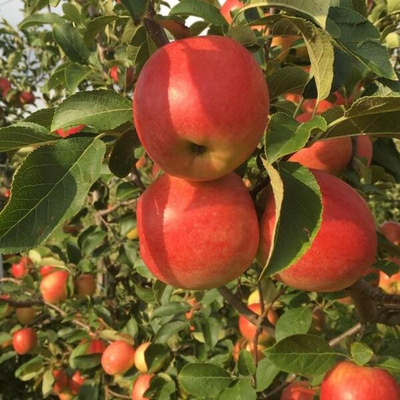 Produktfoto zu Äpfel Rebella