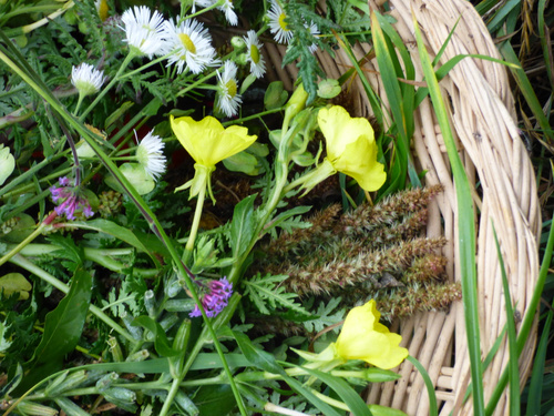 KI-generierte Beschreibung: Hauptinhalt: Blumen und eine Vogelnest-Pflanze.