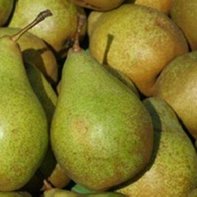 Produktfoto zu Birnen 'Novembra' groß