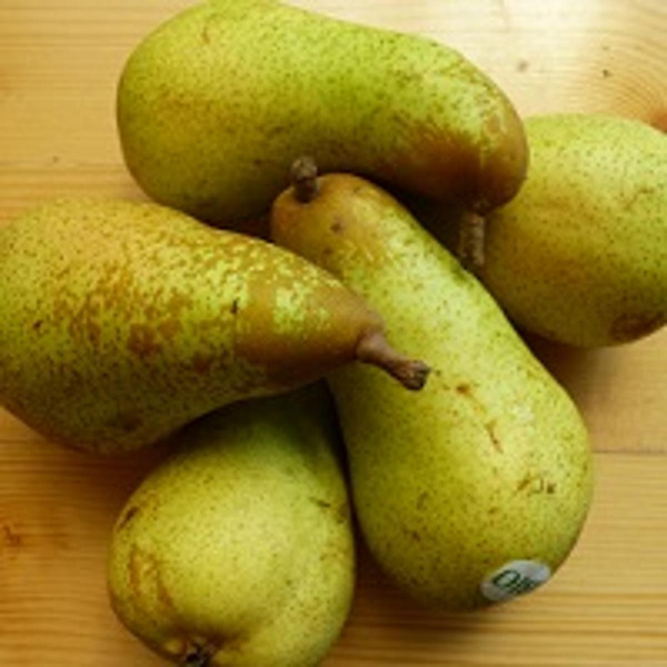 Produktfoto zu Birnen 'Packham'