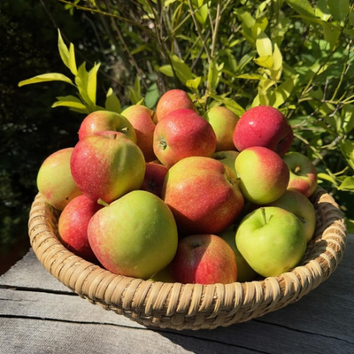 Produktfoto zu Frühäpfel süß - säuerlich