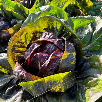 Produktfoto zu Radicchio 2. Wahl