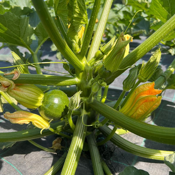 Produktfoto zu Zucchini rund
