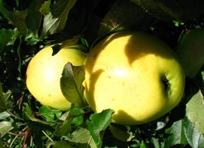 Produktfoto zu Äpfel 'Grahams'