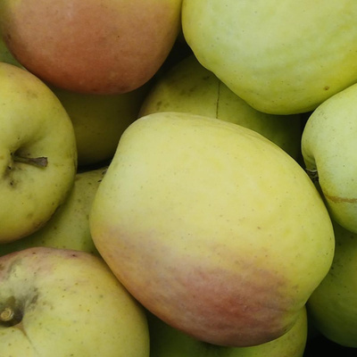 Produktfoto zu Äpfel Schweizer Winterglocken