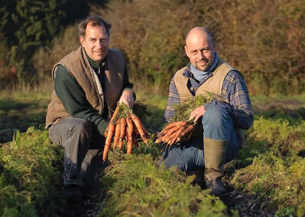KI generiert: Zwei Männer halten Karottenbündel auf einem Feld in den Händen.