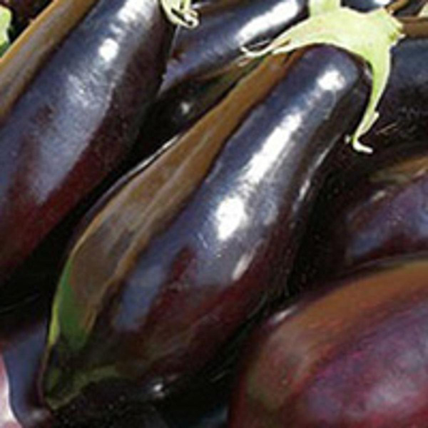 Produktfoto zu Auberginen regio