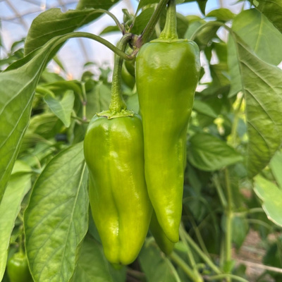 Produktfoto zu Spitzpaprika grün regio