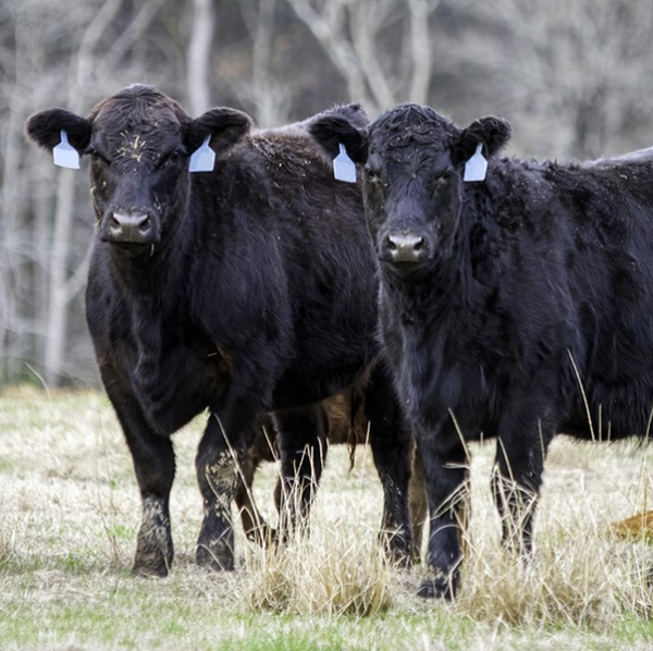 Produktfoto zu Gulasch Bourgoignon von der Angus -Färse