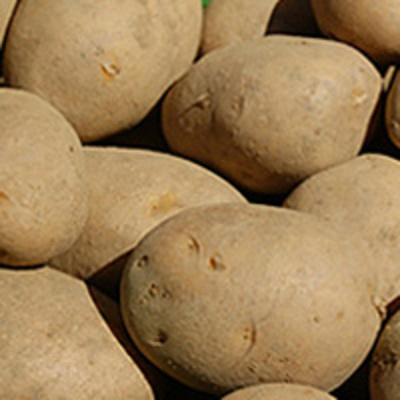 Produktfoto zu Großfrühkartoffeln vfk.