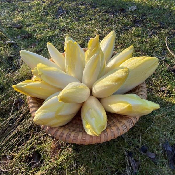 Produktfoto zu Chicorée