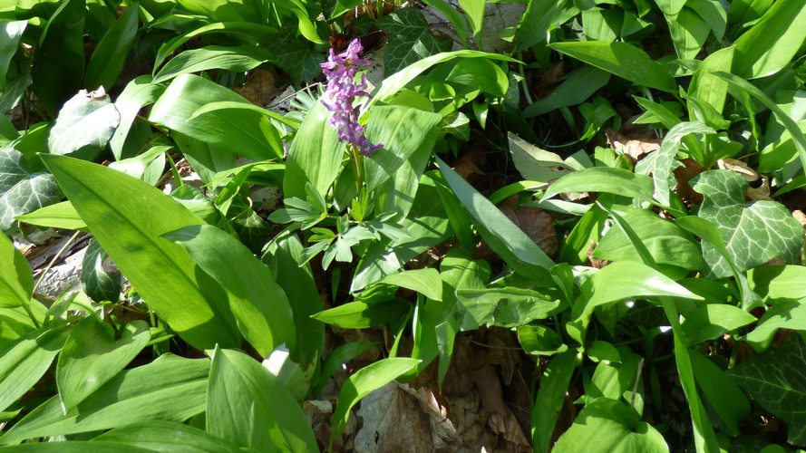 KI generiert: Ein lila Blume wächst zwischen grünen Blättern.