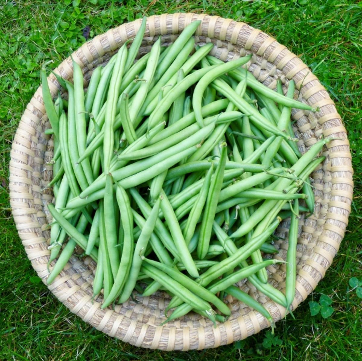 Buschbohnen