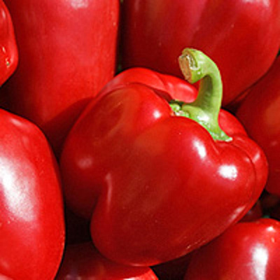 Produktfoto zu Rote Paprika - Pflanze