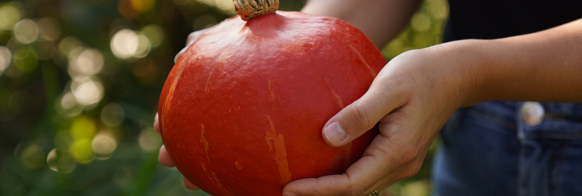 Warenkunde Obst und Gemüse in der Ökokiste