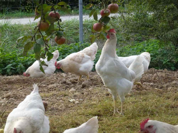 Produktfoto zu Aktion: Geflügel Karkassen - für Suppen, Fonds und Saucen - bitte Info zum MHD beachten!
