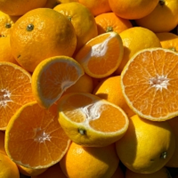 Produktfoto zu Mandarinen 'Ciaculli'