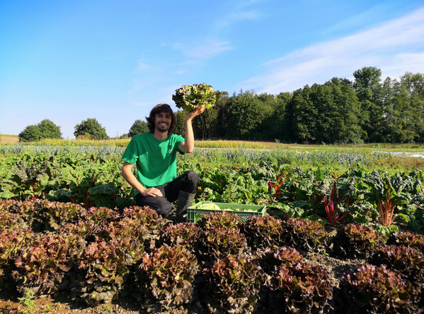KI generiert: Ein Gärtner hält einen Kopfsalat in einem grünen Feld und lächelt.