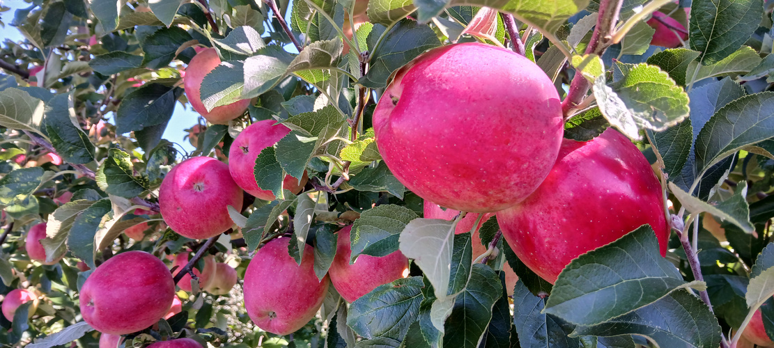 KI generiert: Hauptinhalt: Rote Rüben auf einem Feld.