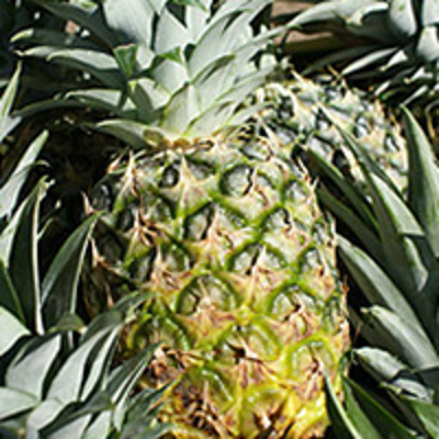 Produktfoto zu Ananas extra Sweet
