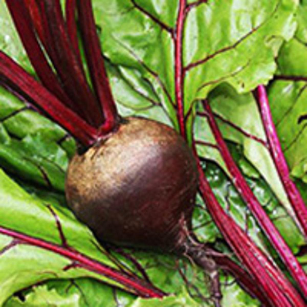 Produktfoto zu Rote Bete Bunde