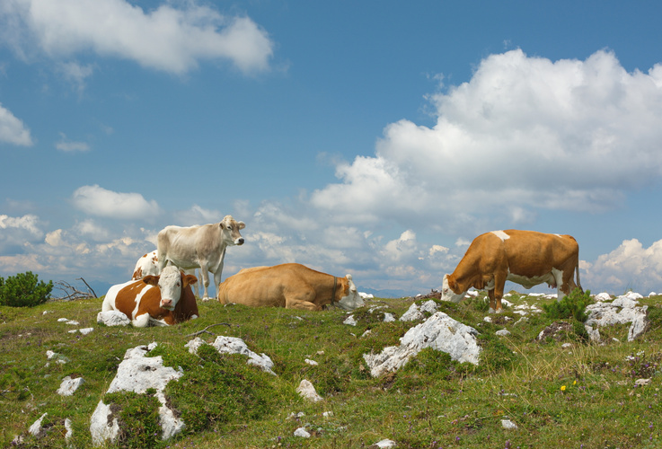 KI generiert: Kühe grasen auf einer Almwiese unter blauem Himmel mit Wolken.