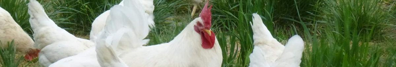 Hähnchenfleisch-Aktion Grosserhof