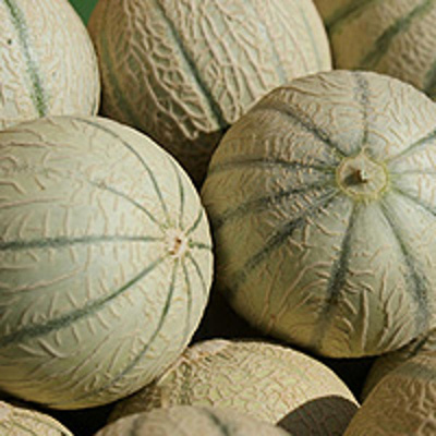 Produktfoto zu Melone 'Charentais'