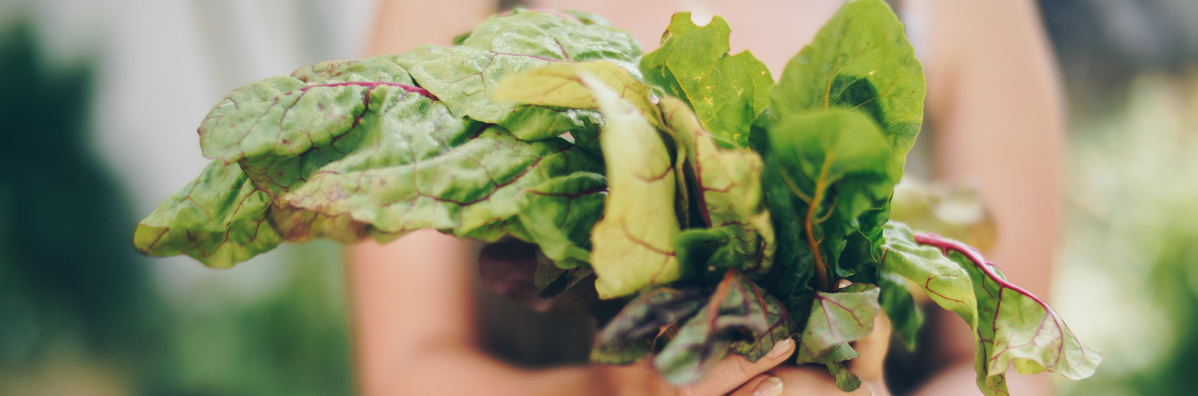 Warenkunde Obst und Gemüse in der Ökokiste