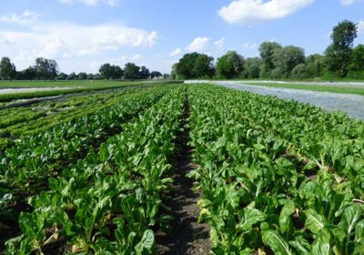 KI generiert: Ein ausgedehntes Gemüsefeld mit grünen Pflanzen unter einem blauen Himmel mit wenigen Wolken.