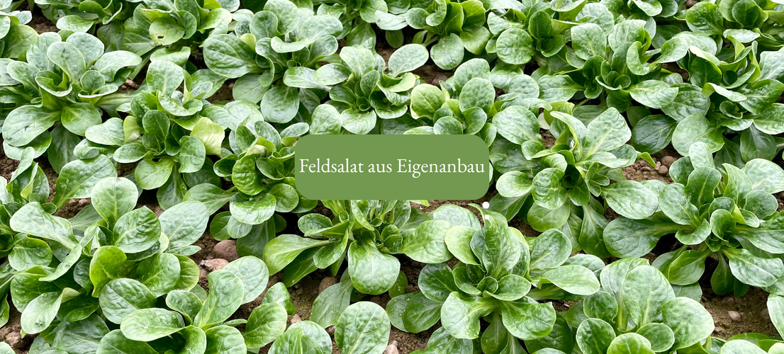 KI generiert: Ein Feld mit grünem Feldsalat. Text: "Feldsalat aus Eigenanbau".