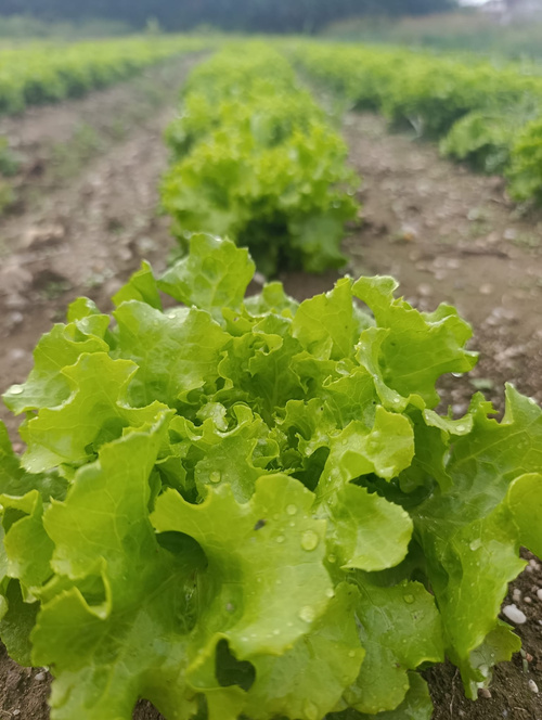 KI generiert: Grüne Salatköpfe in ordentlichen Reihen auf einem Feld.