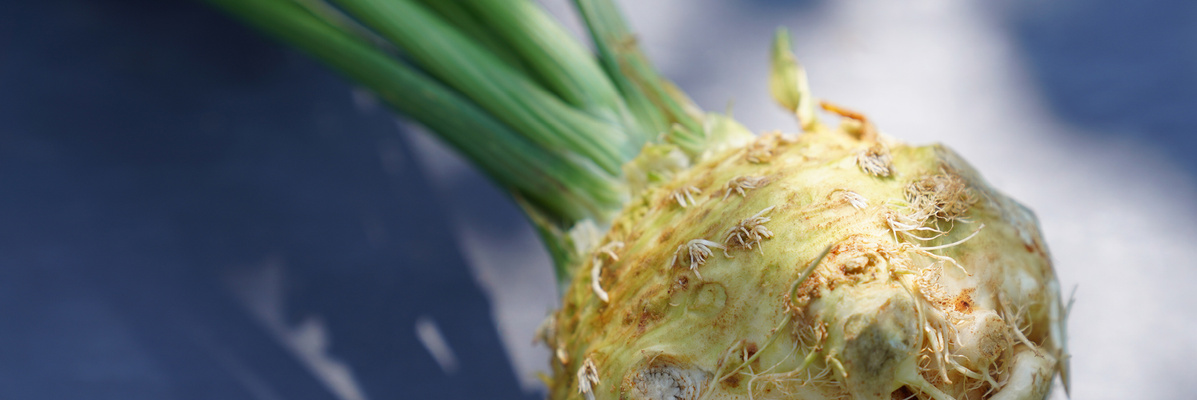 KI generiert: Das Bild zeigt eine Sellerieknolle mit grünen Stängeln auf einer grauen Oberfläche. Die Knolle hat eine unregelmäßige, raue Oberfläche.