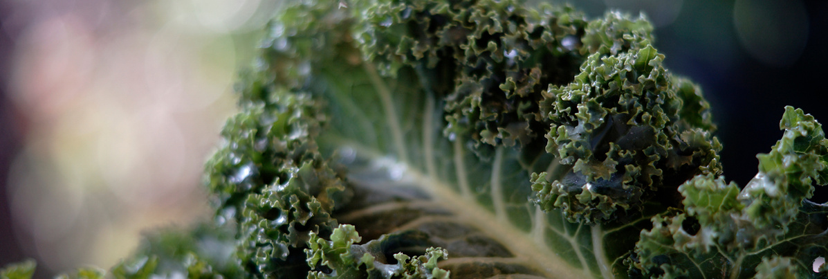 Warenkunde Obst und Gemüse in der Ökokiste