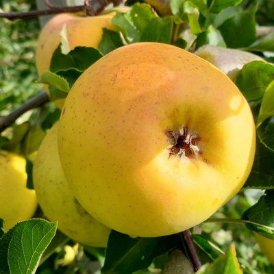 Produktfoto zu Äpfel 'Sirius'