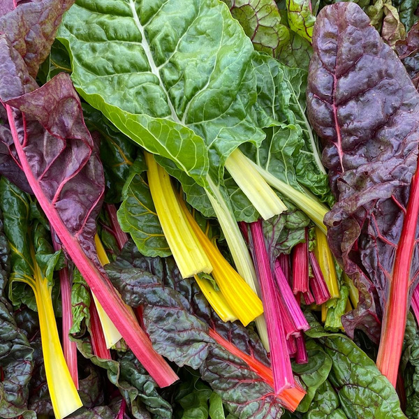 Produktfoto zu Mangold bunt