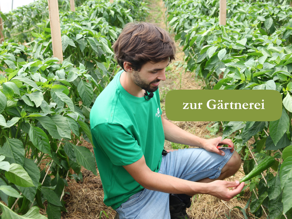 KI generiert: Person begutachtet Pflanzen in einem Gewächshaus. Text: "zur Gärtnerei".