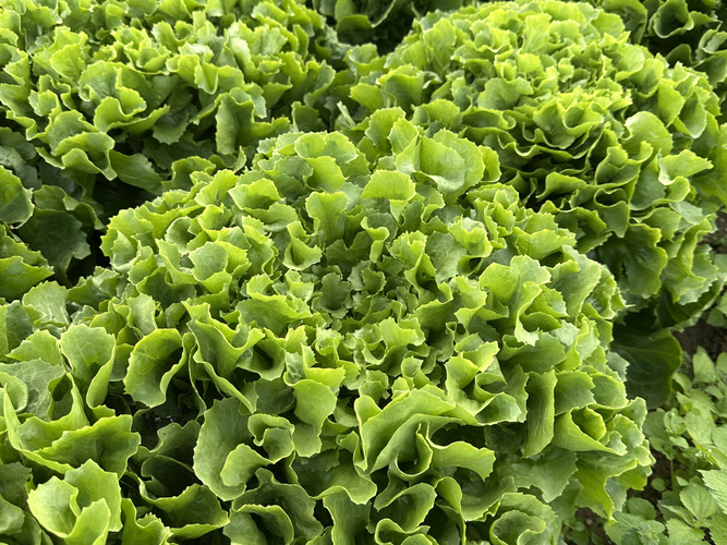 KI generiert: Grüner Kopfsalat im Garten, eng angeordnete Blätter.