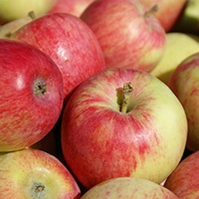 Produktfoto zu Frühäpfel 'Piros'