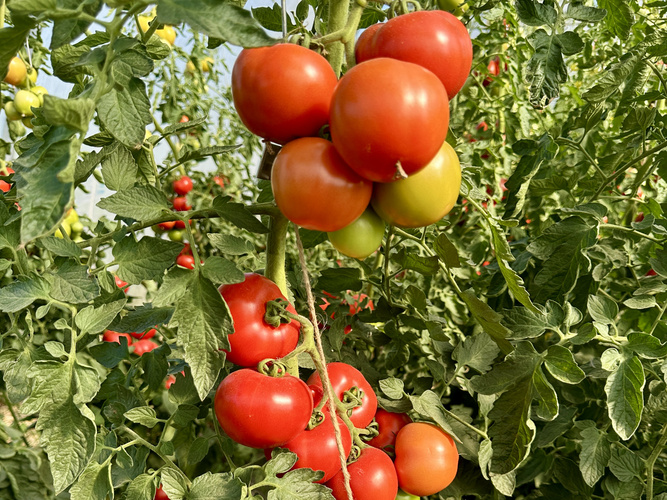 KI generiert: Reife und unreife Tomaten hängen an einer Pflanzenranke im Garten.