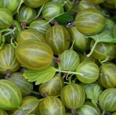 Produktfoto zu Stachelbeere 250 g
