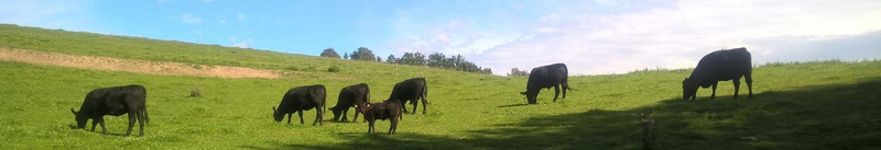 Angusrindfleisch zu Weihnachten