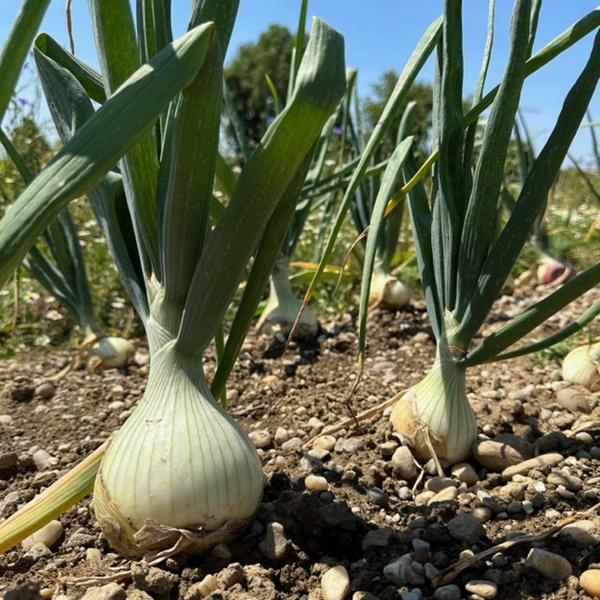 Produktfoto zu Gemüsezwiebel frisch mit Grün